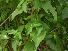 Synedrella (Synedrella nodiflora)