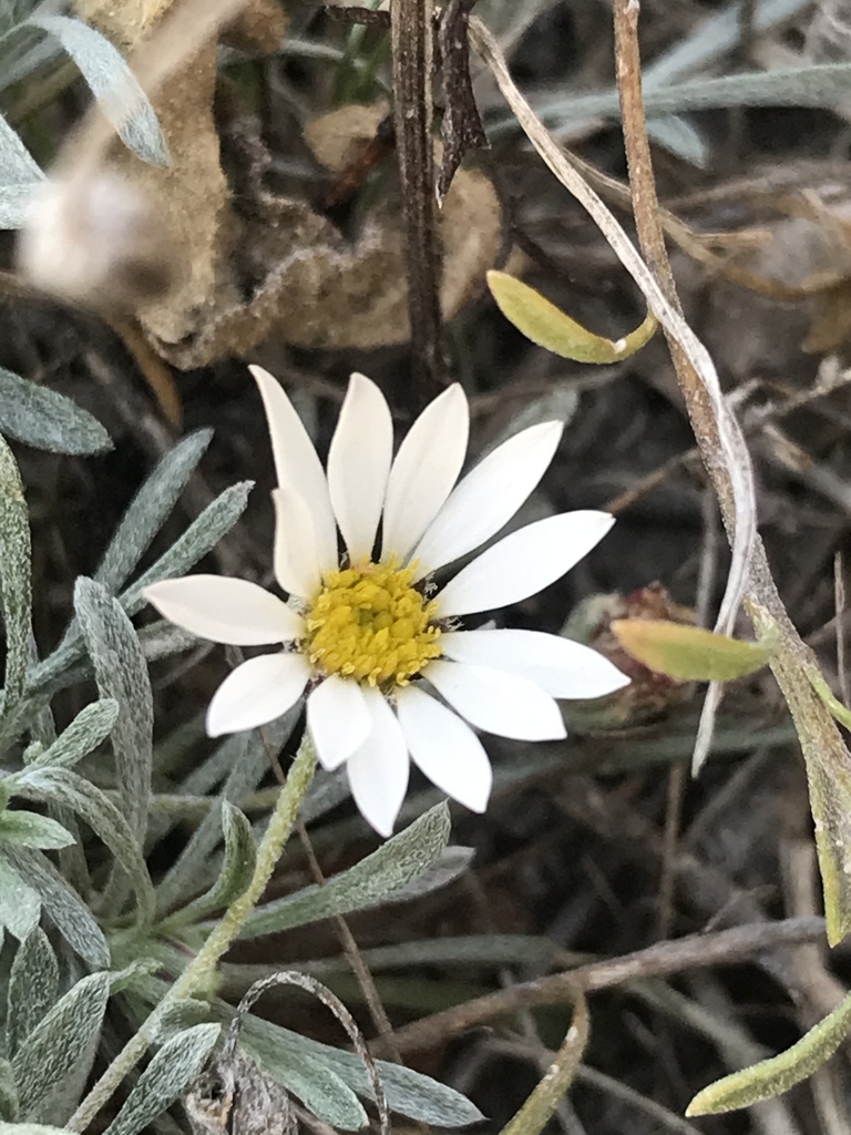 Mexican Ground-Daisy