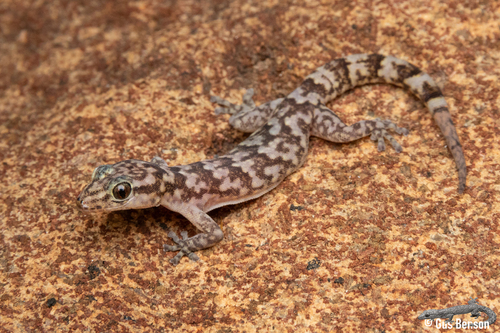 Leolo Rock Gecko