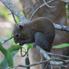 Callosciurus pygerythrus