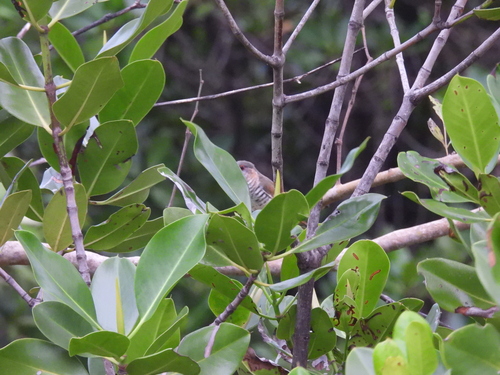 Little Bronze Cuckoo (Chalcites minutillus), photo 8