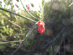 Gambelia juncea