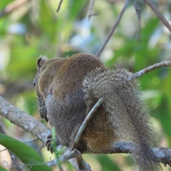 Callosciurus pygerythrus
