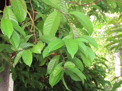 Tetracera indica