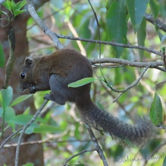Callosciurus pygerythrus