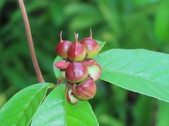 Tetracera indica