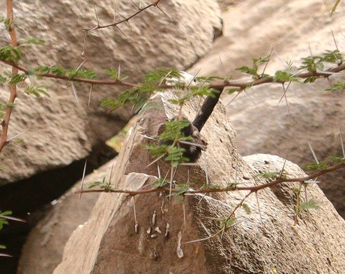 iNaturalist image