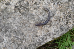 Plethodon dorsalis