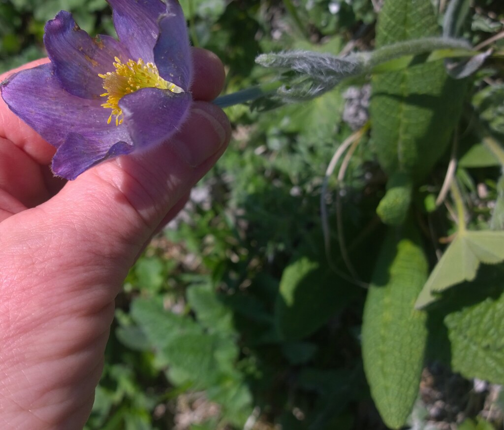 Pulsatilla violacea; photograph (c) нина рафаиловна, some rights reserved (CC BY)