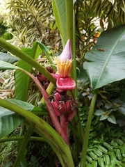 Musa velutina