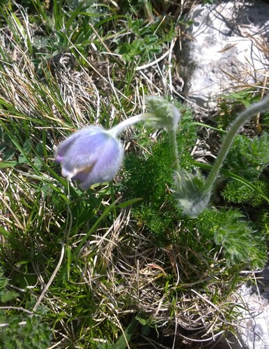 Pulsatilla violacea, photograph 1