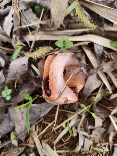 Arched Stinkhorn