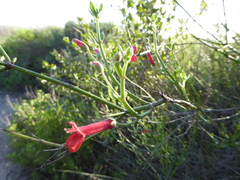 Gambelia juncea