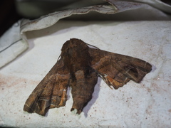 Penicillaria maculata