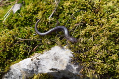 Plethodon dorsalis
