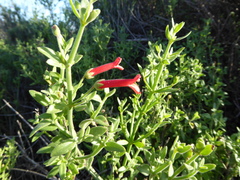 Gambelia juncea