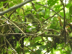 Phylloscartes ventralis