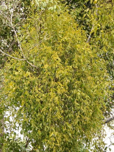 Kurrajong Mistletoe (Notothixos cornifolius)