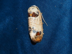 Terthreutis