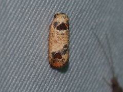 Terthreutis
