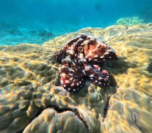 Octopus cyanea