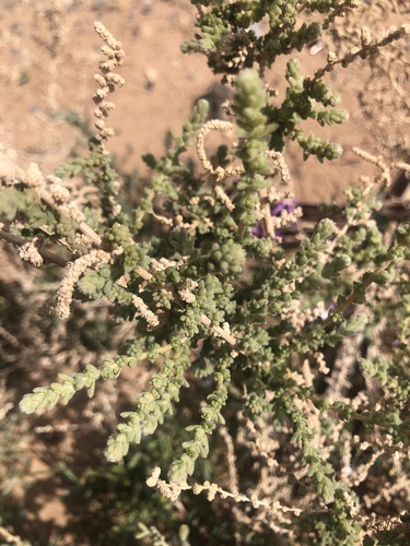 Mediterranean saltwort