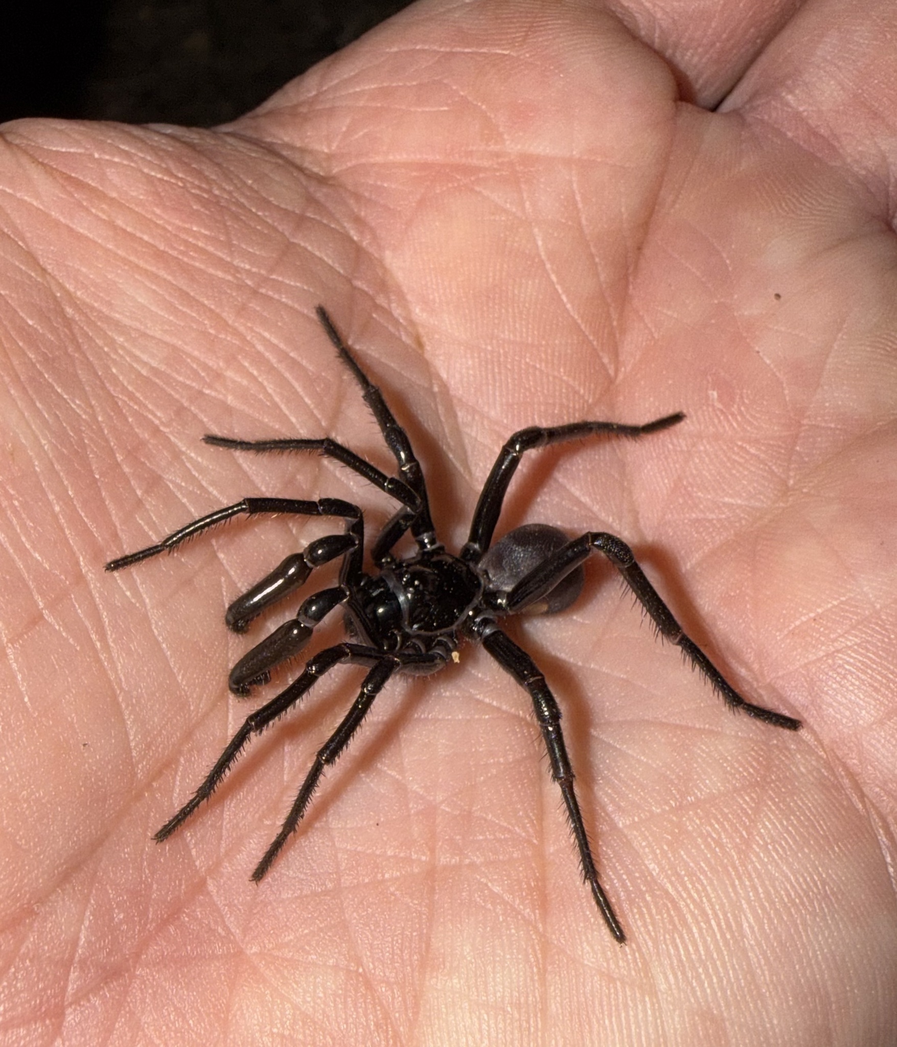 Actinopus robustus (O.Pickard-Cambridge, 1892)