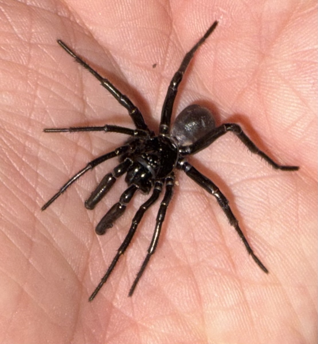 Actinopus robustus (O.Pickard-Cambridge, 1892)