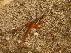 Aspidoscelis angusticeps