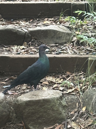 Black Wood Pigeon (Columba janthina)