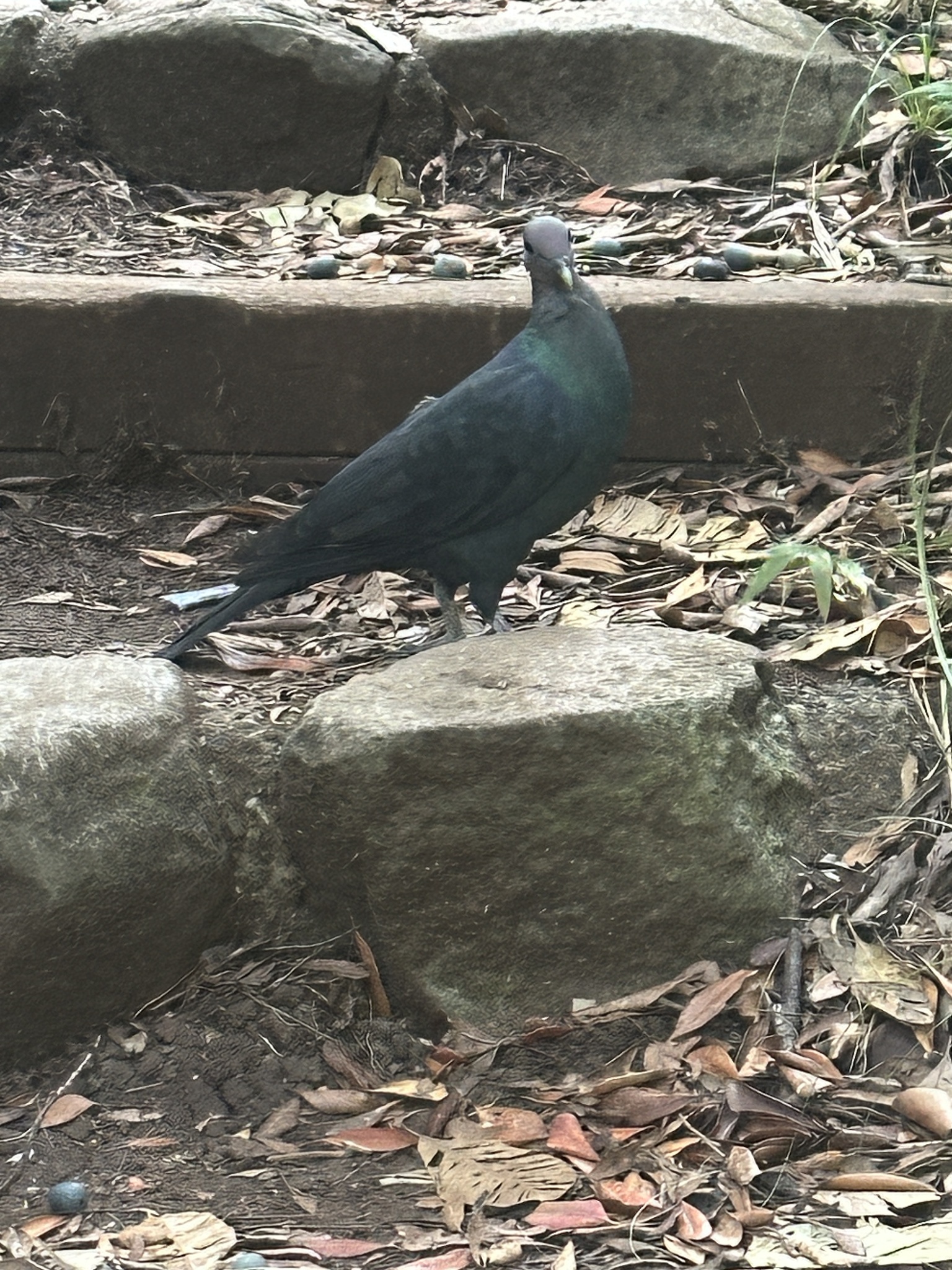 Black Wood Pigeon (Columba janthina), photo 2