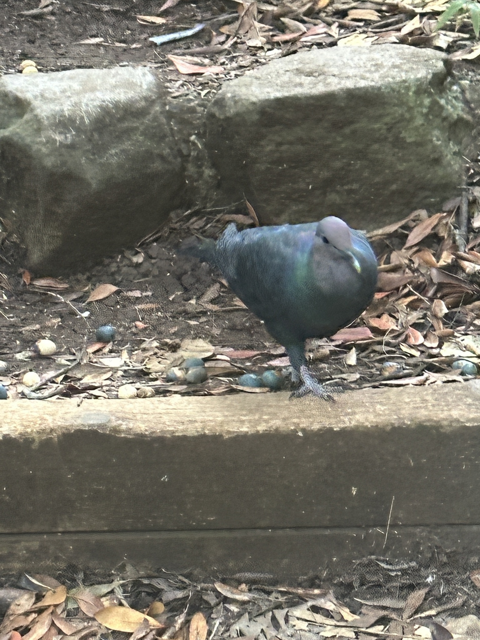 Black Wood Pigeon (Columba janthina), photo 3