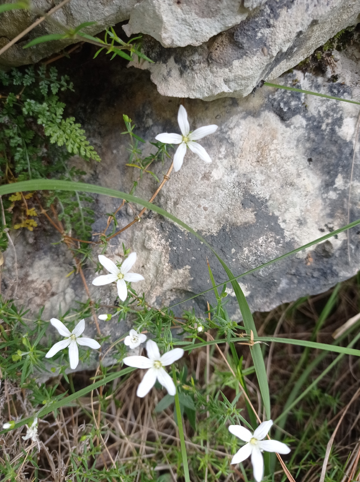 Arenaria de flor grande