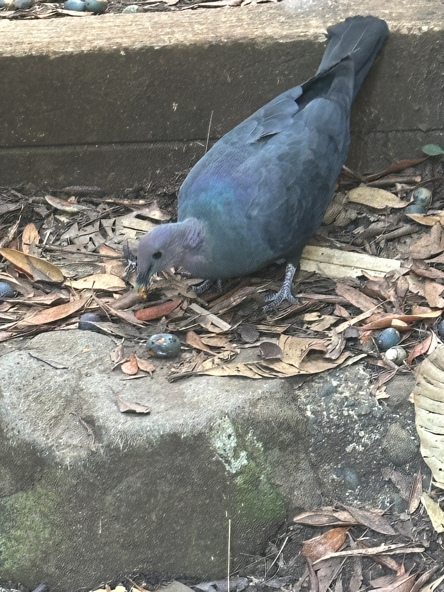 Black Wood Pigeon (Columba janthina), photo 4