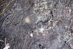 Plethodon dorsalis