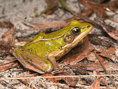 Hylarana adiscifera
