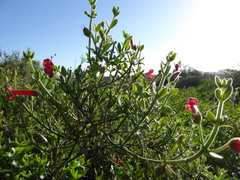 Gambelia juncea