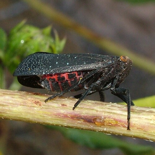 sumac speckled lanternfly