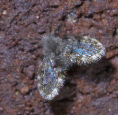 Paramormia furcata