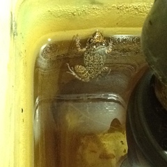 Eleutherodactylus rogersi