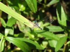 Micrathyria hypodidyma