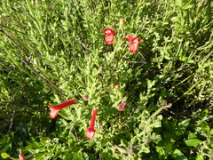 Gambelia juncea