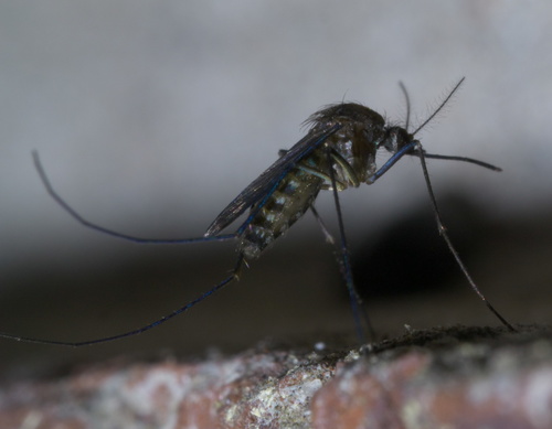 Culex erraticus