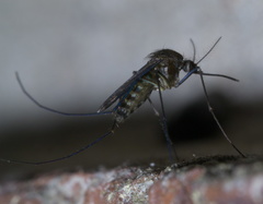 Culex erraticus