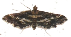Diasemiopsis ramburialis