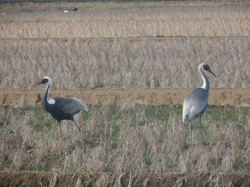 White-naped Crane