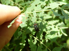 Eudiagogus episcopalis