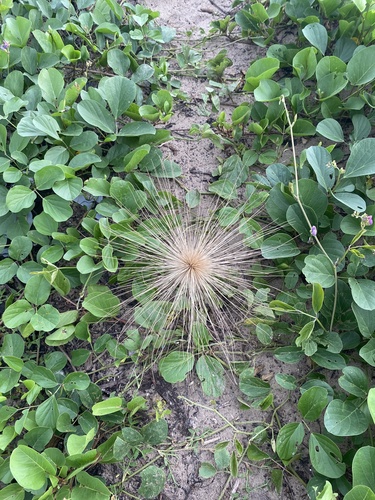 Spinifex littoreus