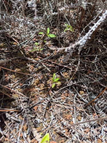 Hedyotis megalantha observed 2026-03-01