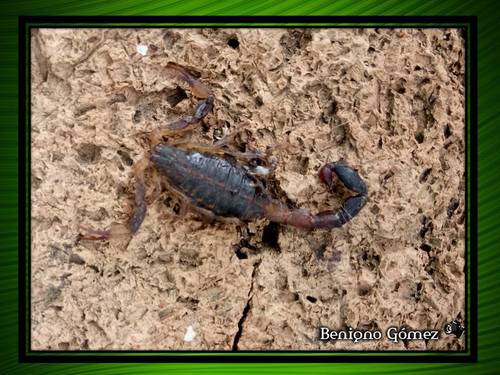 Centruroides chamulaensis